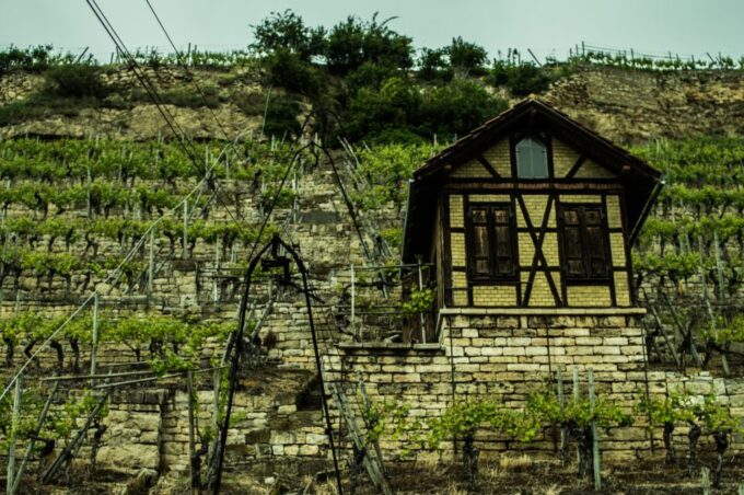 Stuttgart: Guided Vineyards Tour - Scenic Views and Surroundings
