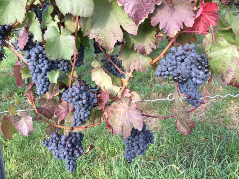 Stuttgart: Guided Wine Walk & Wine Tasting - Guided Wine Tour Experience