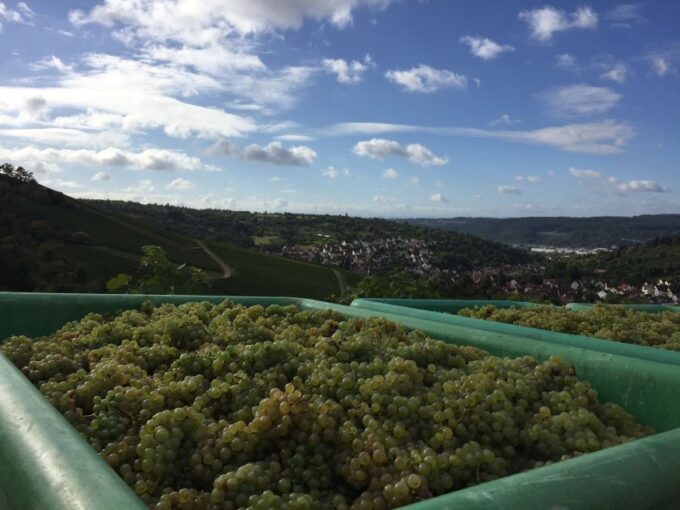 Stuttgart: Guided Wine Walk & Wine Tasting - Customer Feedback and Ratings