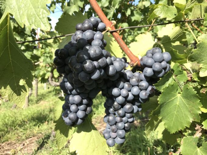 Stuttgart: Wine Tour With Wines of the Best Winemakers - Duration and Included Features