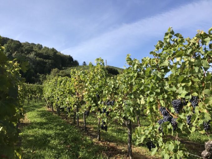 Stuttgart: Wine Tour With Wines of the Best Winemakers - Cancellation and Booking Policy