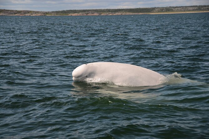 Subarctic Discovery: Churchill Beluga Whales - Beluga Whale Viewing