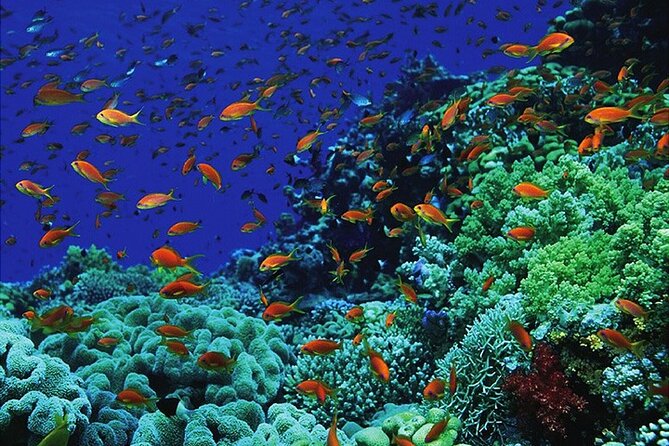 Submarine Adventure From Sharm El Sheikh - Overview of the Submarine Adventure
