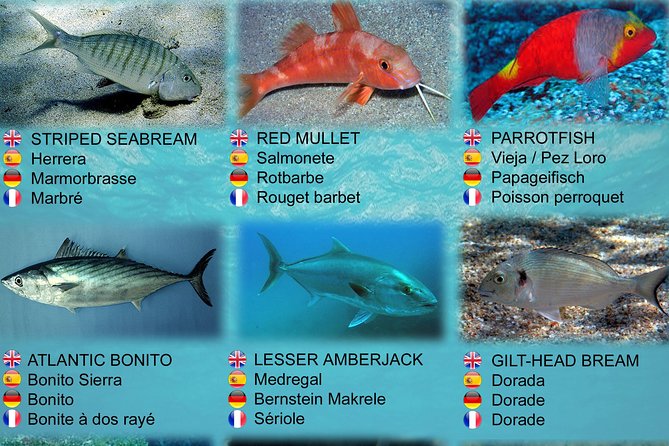 Submarine Safaris Lanzarote - Confirmation and Accessibility Information