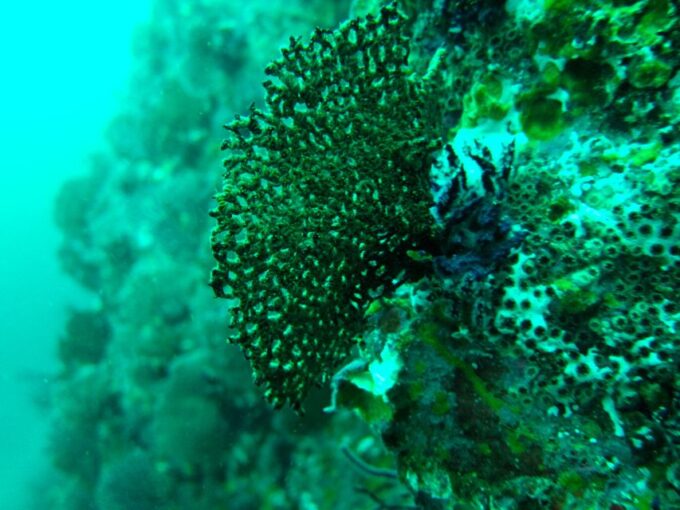 Submerge Into Adventure: Scuba Diving in Marietas Island - Pricing and Duration