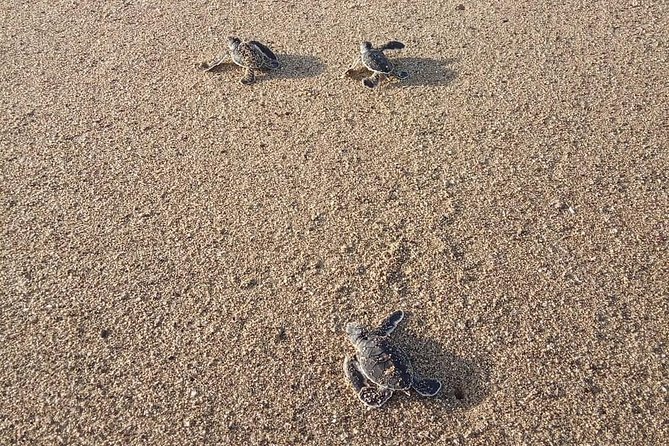 Sukamade Turtle Land Beach (2D1N) - Tour Inclusions
