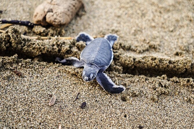 Sukamade Turtle Land Beach (2D1N) - Witness Turtle Release