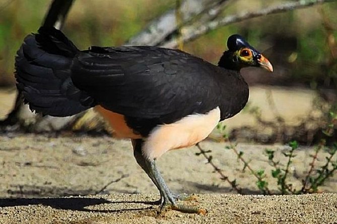 Sulawesi Nani Wartabone National Park Tour - Endemic Species Highlights