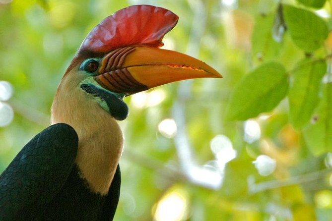 Sulawesi Tangkoko National Park Private Tour - Tour Overview