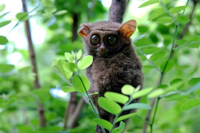 Sulawesi Tangkoko National Park Private Tour - Additional Information