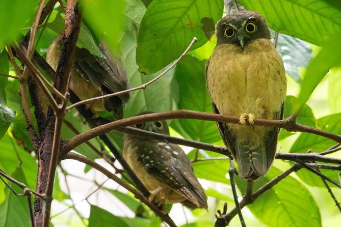 Sulawesi Tangkoko National Park Private Tour - Pricing and Reviews