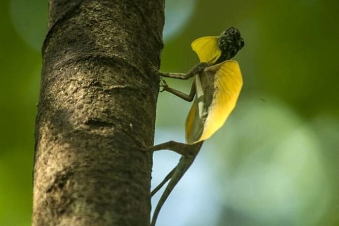 Sulawesi Tangkoko National Park Private Tour - Wildlife Spotting