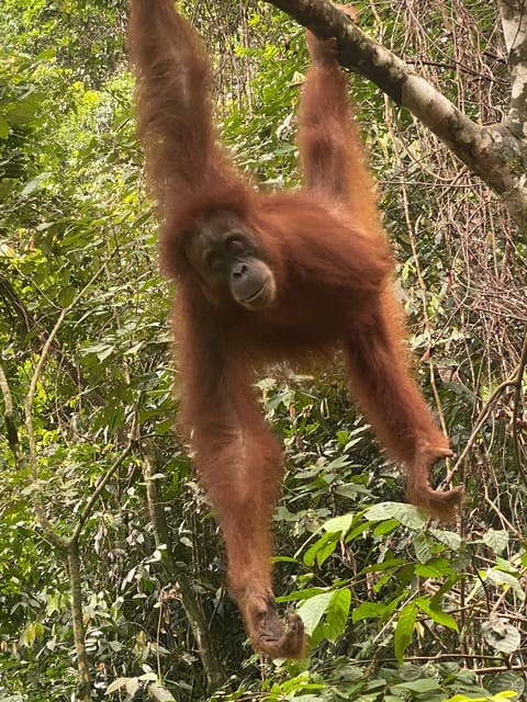 Sumatran Orangutan Conservation: Support Wildlife - Accessibility and Logistics