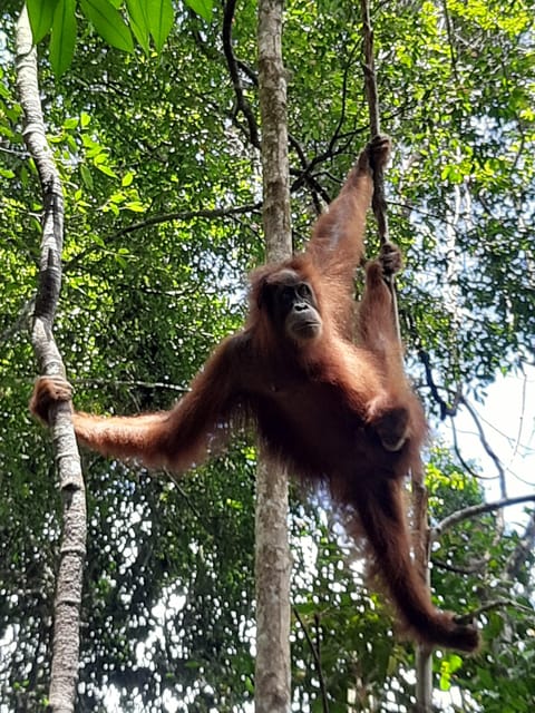 Sumatran Orangutan Conservation: Support Wildlife - Why Support Orangutan Conservation