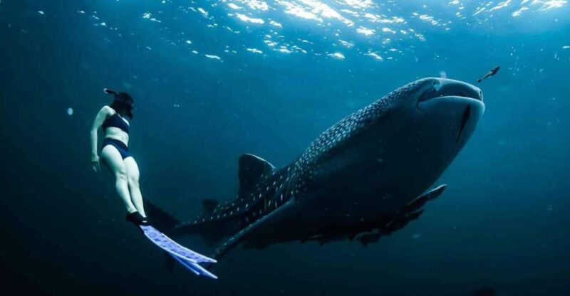 Sumbawa Tour 2 Days 1 Night ( Whale Shark Tour) - Key Points