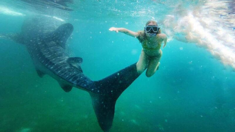 Sumbawa Tour 2 Days 1 Night ( Whale Shark Tour) - Itinerary