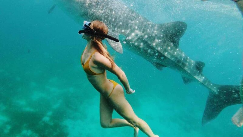 Sumbawa Tour 2 Days 1 Night ( Whale Shark Tour) - Whale Shark Snorkeling Experience