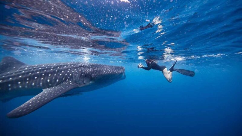 Sumbawa Tour 2 Days 1 Night ( Whale Shark Tour) - Booking and Availability