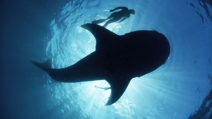 Sumbawa Tour 2 Days 1 Night ( Whale Shark Tour) - Frequently Asked Questions