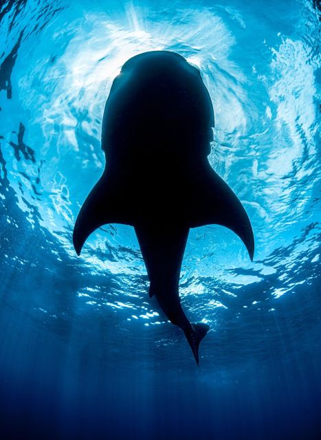 SUMBAWA WHALE SHARK TRIP - Itinerary Details