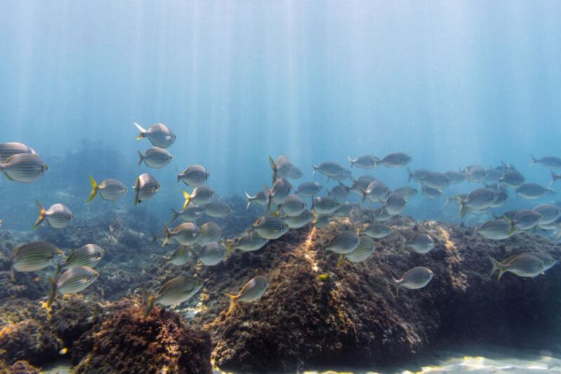 SUMBAWA WHALE SHARK TRIP - Included Services