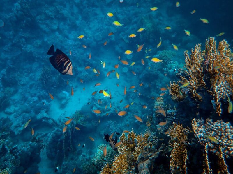 SUMBAWA WHALE SHARK TRIP - Frequently Asked Questions