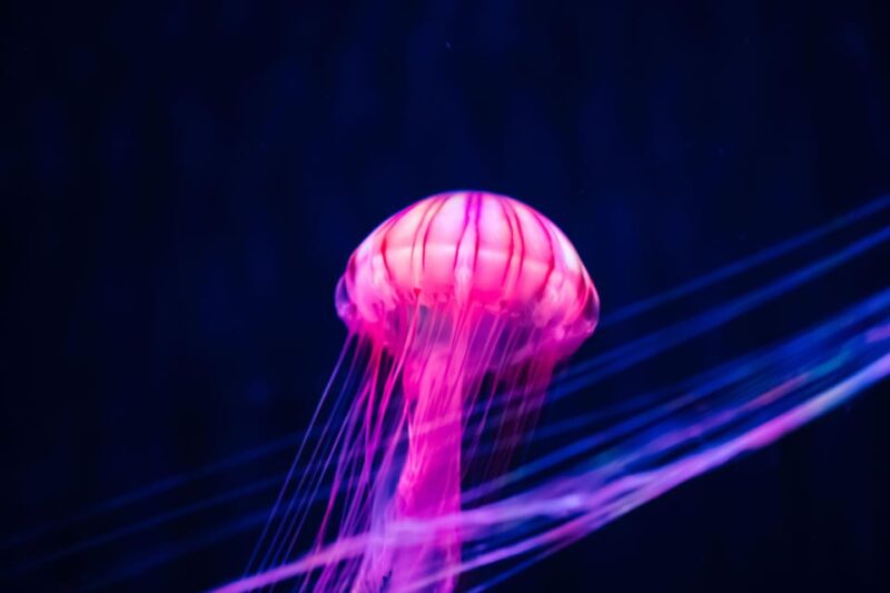 Sumida Aquarium Admission Ticket - Facilities and Onsite Activities