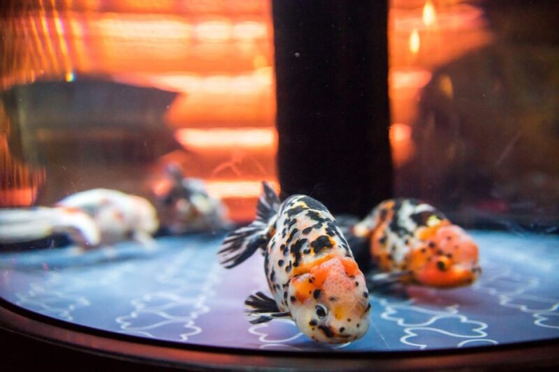 Sumida Aquarium Admission Ticket - Photography and Restrictions