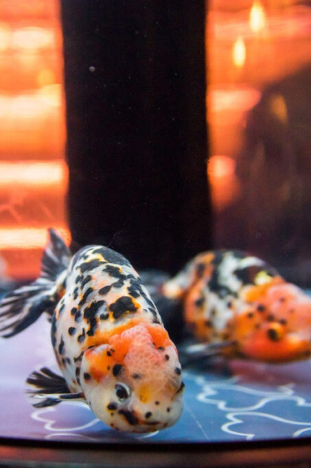 Sumida Aquarium Admission Ticket - Re-entry and Ticket Scanning