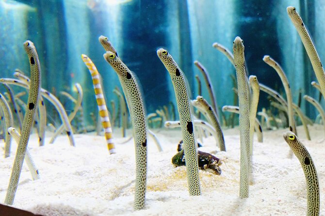 Sumida Aquarium Ticket Tokyo - Booking Information
