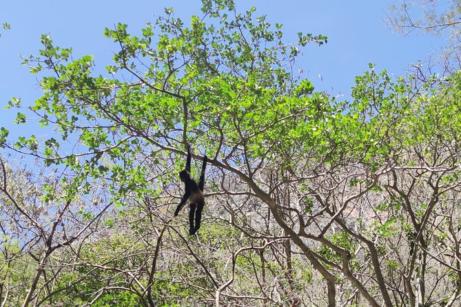 Sumidero Canyon & Chiapa De Corzo From Tuxtla & San Cristobal - Pricing and Cancellation
