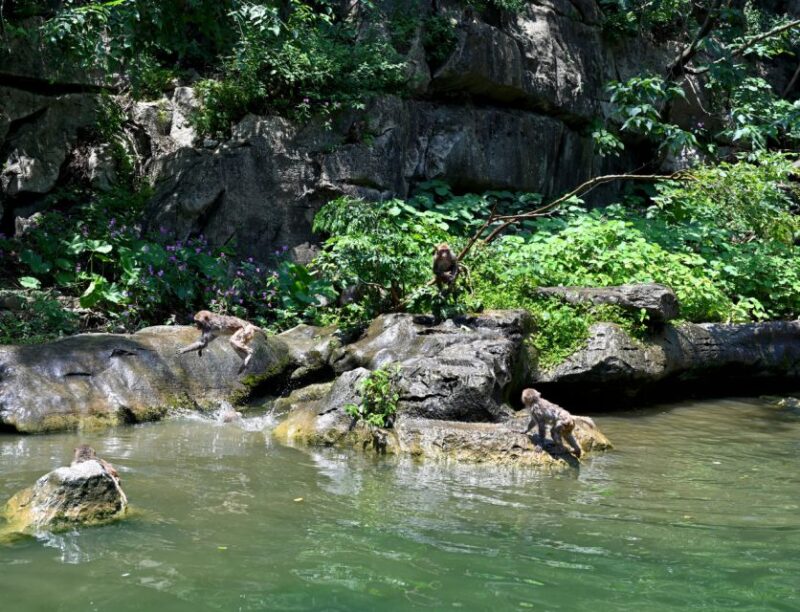 Sumidero Canyon & Chiapa De Corzo From Tuxtla - Pickup and Drop-off Information