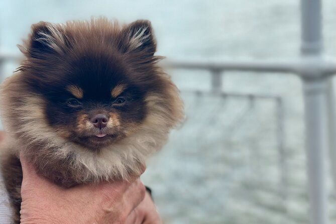 Summer Danube Brunch Cruise in Budapest - Duration and Capacity