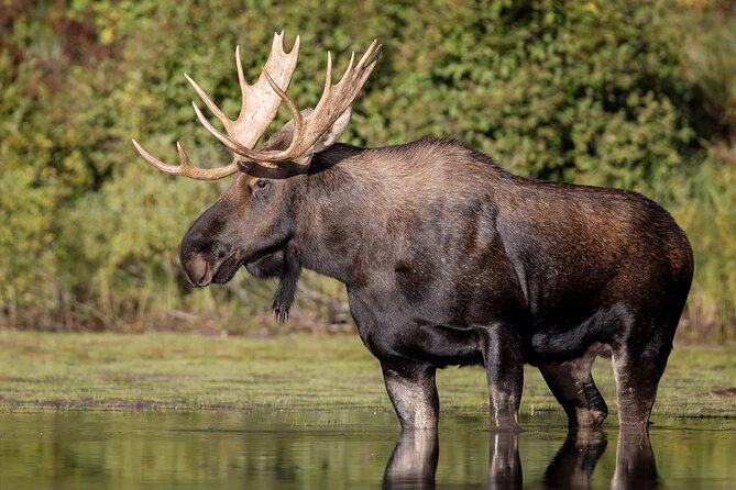 Summer Day in Ranua Zoo, Husky Farm and Reindeer Farm - Guide and Accessibility