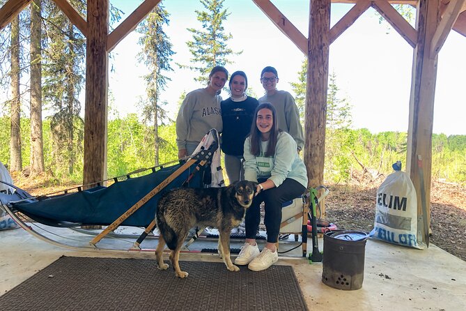 Summer Dog Sledding Adventure in Willow, Alaska - Interacting With Sled Dogs
