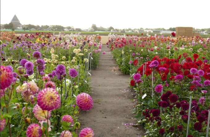 Summer Flowers Garden & Windmill Tour With Cheese Tasting - Frequently Asked Questions