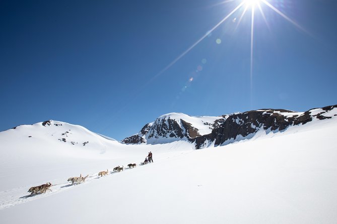 Summer Glacier Dogsledding Tour From Girdwood - Reviews and Ratings