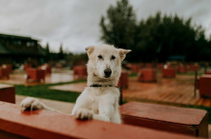 Summer Kennel Visit at Historic Trail Breaker Kennel - Final Thoughts: Is This Experience Right for You?