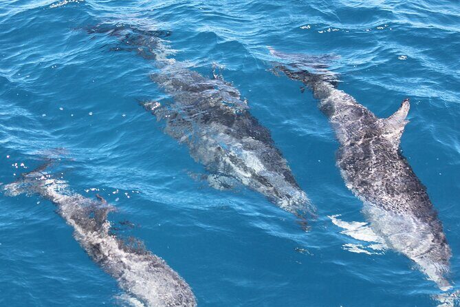 SUMMER K'gari (Fraser Island) Boom-net & Sightseeing Cruise - Key Points