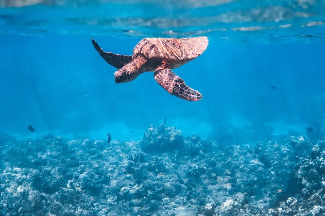 Summer Morning Express Snorkel Adventure off Kaanapali Beach - Key Points