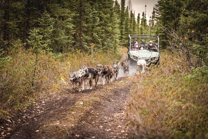 Summer Mushing Cart Ride & Kennel Tour - Inclusions