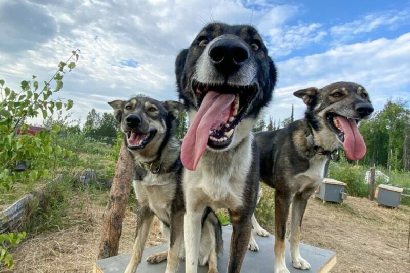 Summer Sled Dog Kennel Tour - What to Expect at the Summer Sled Dog Kennel Tour