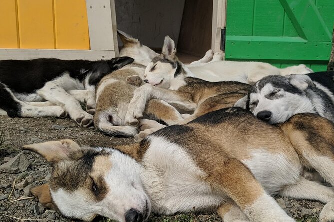 Summer Sled Dog Remote Yukon Camp & Summit Tour - Accessibility and Transportation