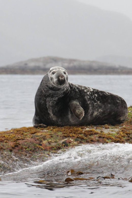 Summer Snorkeling With Grey Seals - Key Points