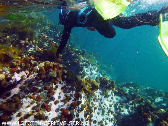 Summer Snorkeling With Grey Seals - Experience Details