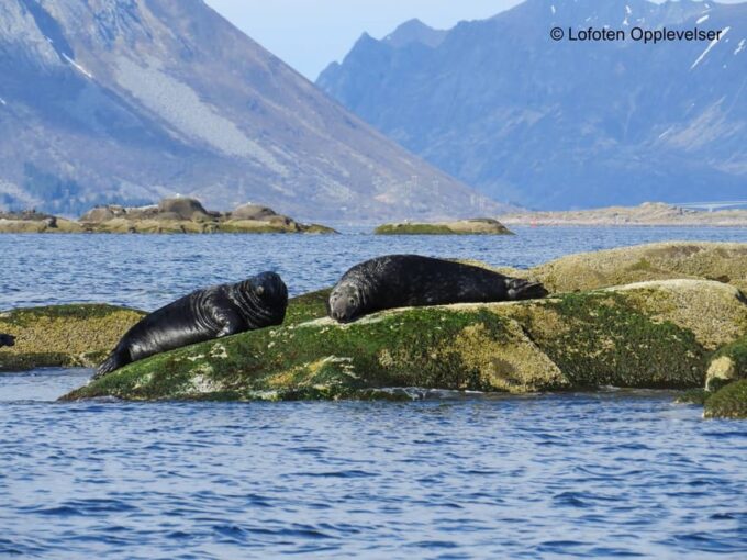 Summer Snorkeling With Grey Seals - Customer Feedback