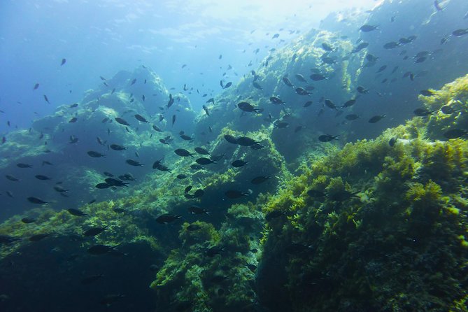 Summer Tour: Dolphin Watching and Guided Snorkeling - Whats Included