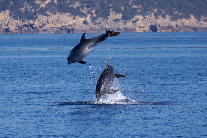 Summer Tour: Dolphin Watching and Guided Snorkeling - Age Suitability and Group Size
