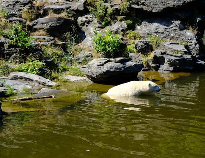 Summer Tour From Rovaniemi: Korouoma Waterfall and Ranua Zoo - Itinerary and Experience