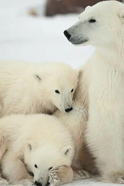 Summer Tour From Rovaniemi: Korouoma Waterfall and Ranua Zoo - Inclusions and Services